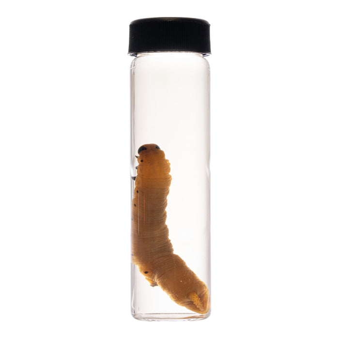 Real Caterpillar Wet Specimen