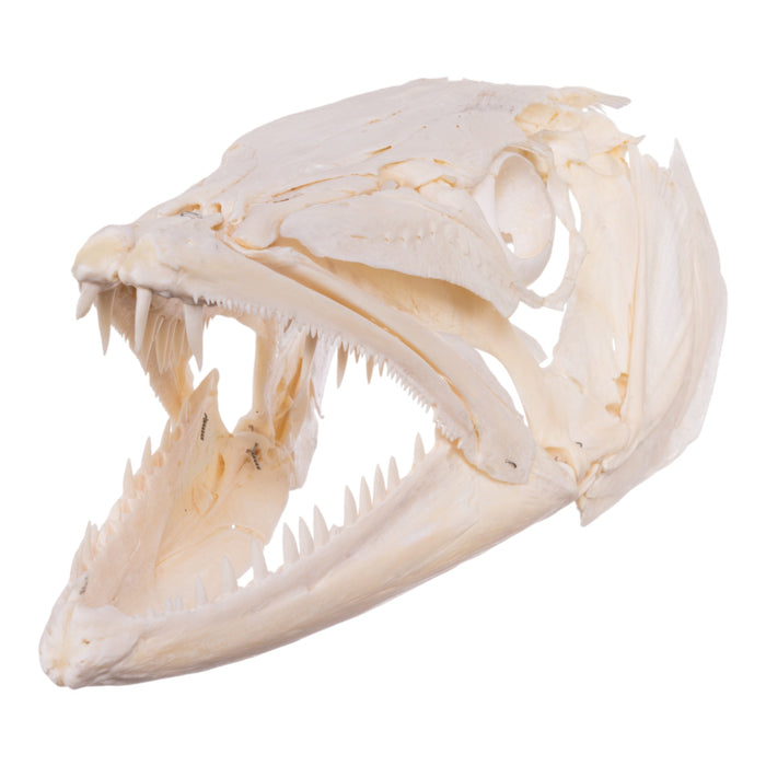 Real Barracuda Skull