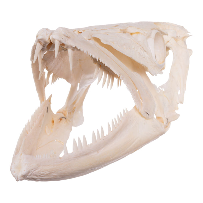 Real Barracuda Skull