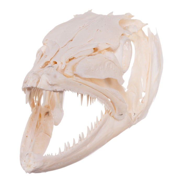 Real Barracuda Skull