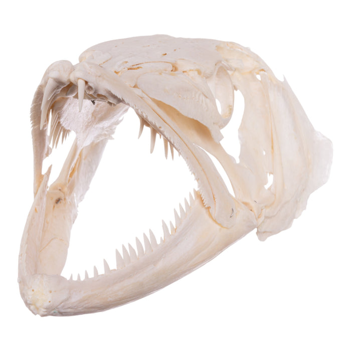 Real Barracuda Skull