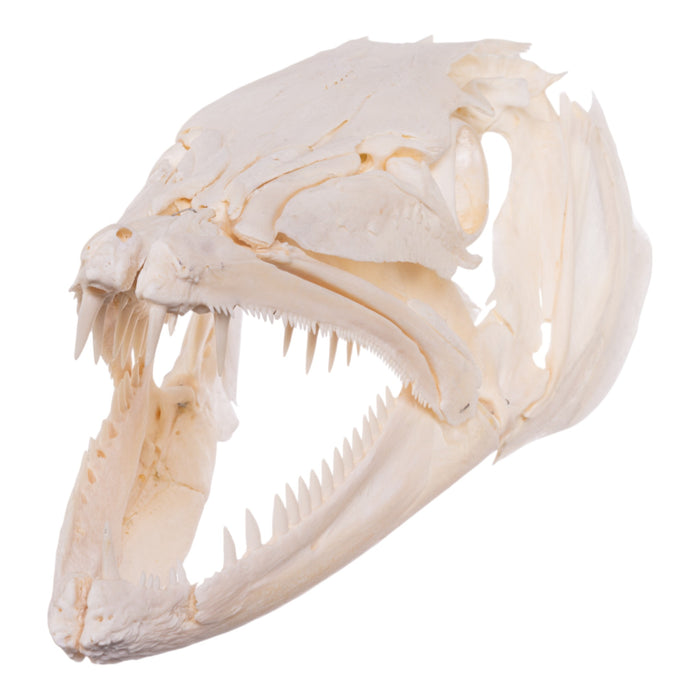 Real Barracuda Skull