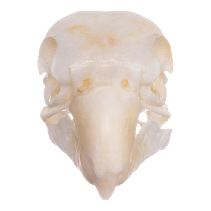 Real Monk Parakeet Skull