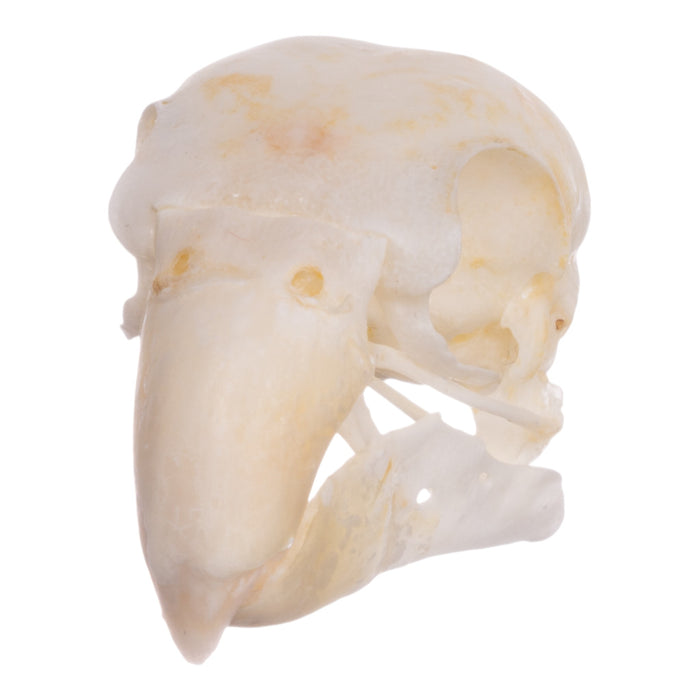 Real Monk Parakeet Skull