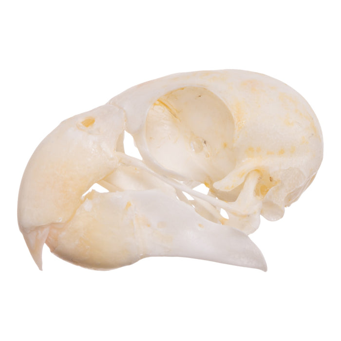 Real Monk Parakeet Skull