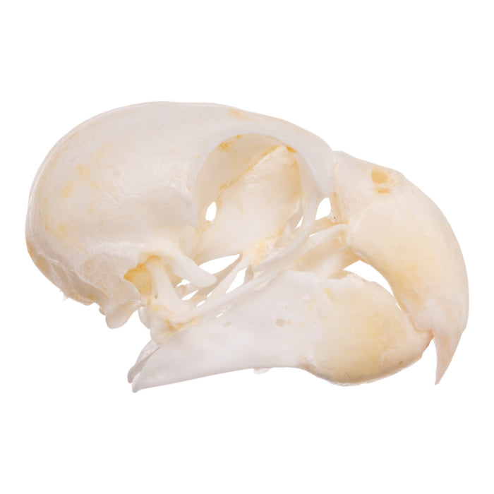 Real Monk Parakeet Skull