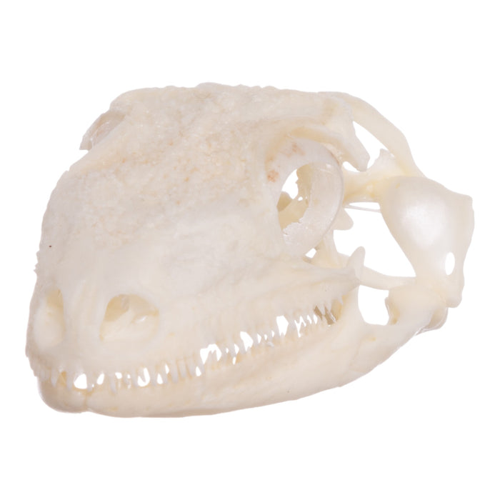 Real Leach's Giant Gecko Skull