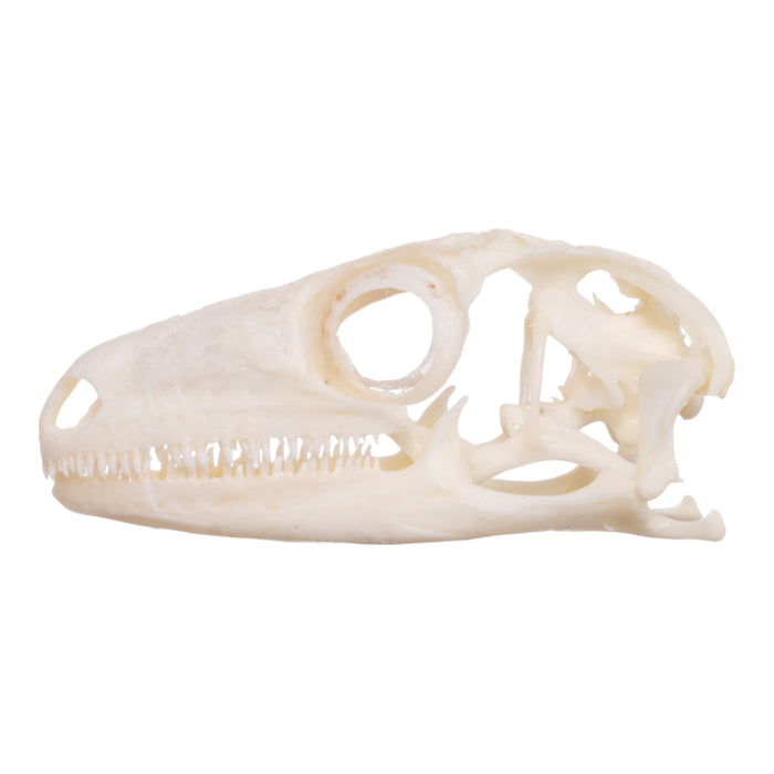 Real Leach's Giant Gecko Skull