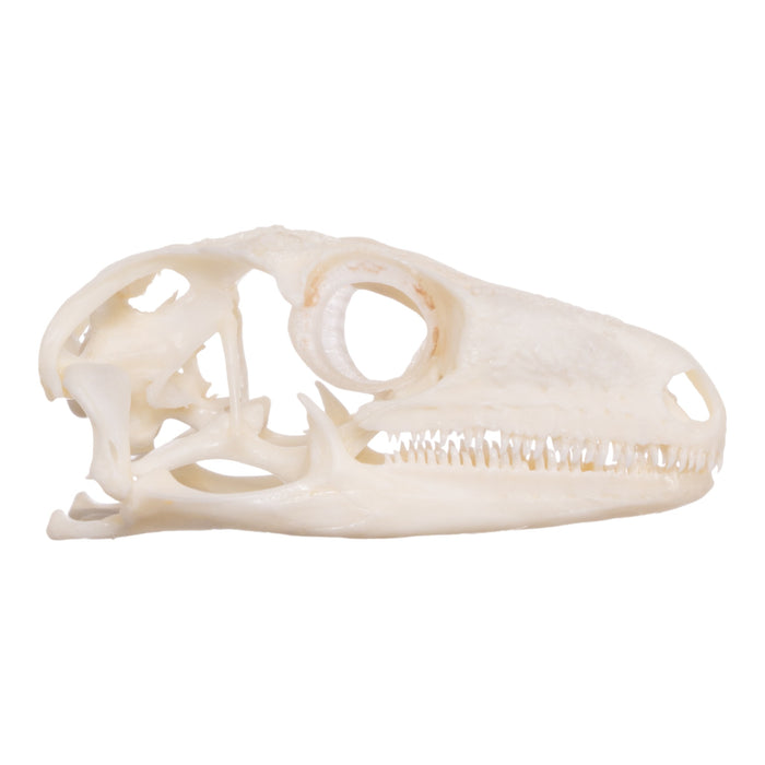 Real Leach's Giant Gecko Skull