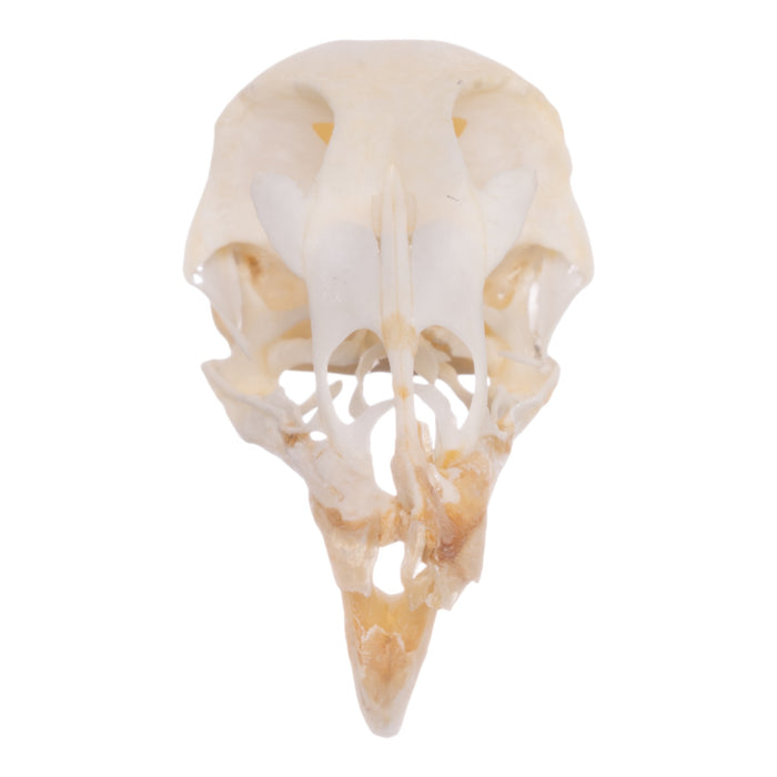 Real Chicken Skull - Pathology