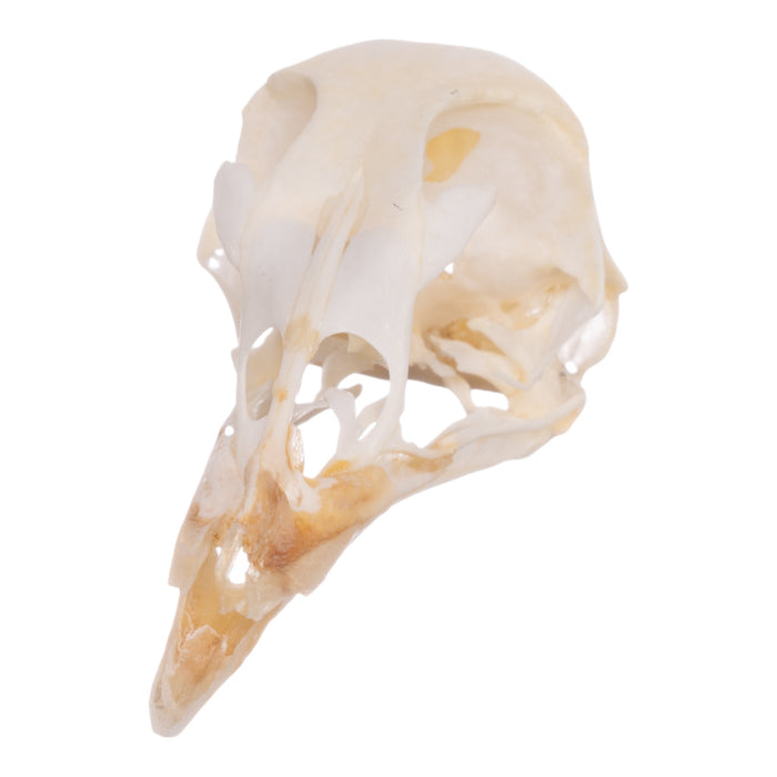 Real Chicken Skull - Pathology