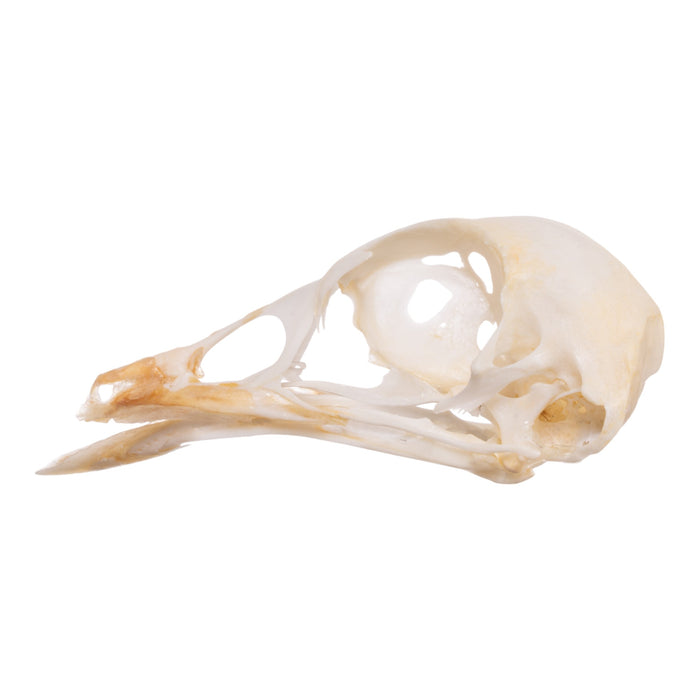 Real Chicken Skull - Pathology