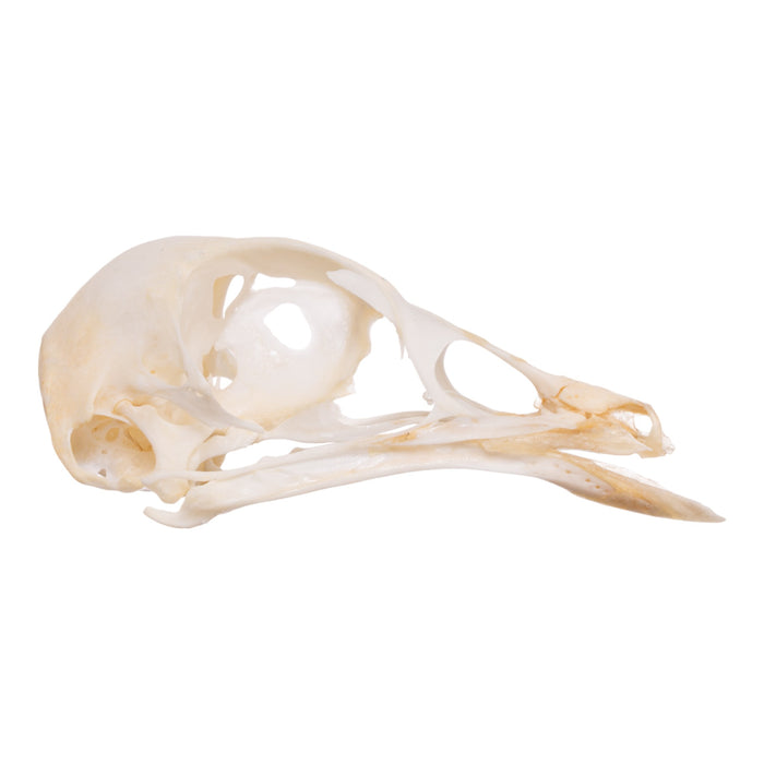 Real Chicken Skull - Pathology