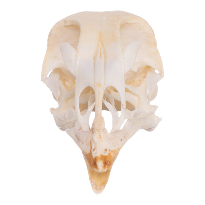 Real Chicken Skull - Pathology