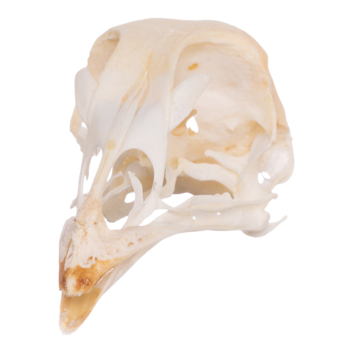 Real Chicken Skull - Pathology