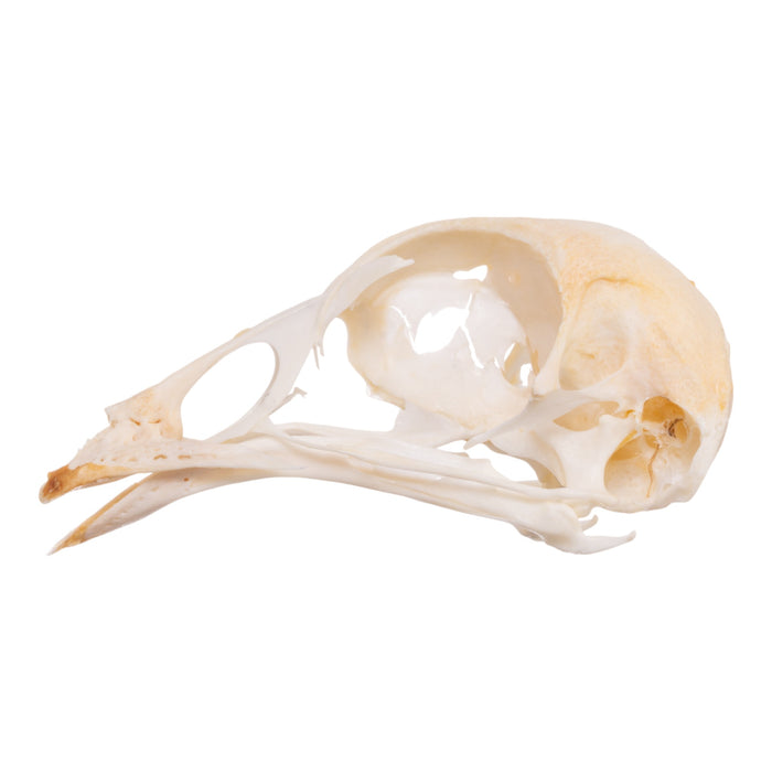 Real Chicken Skull - Pathology