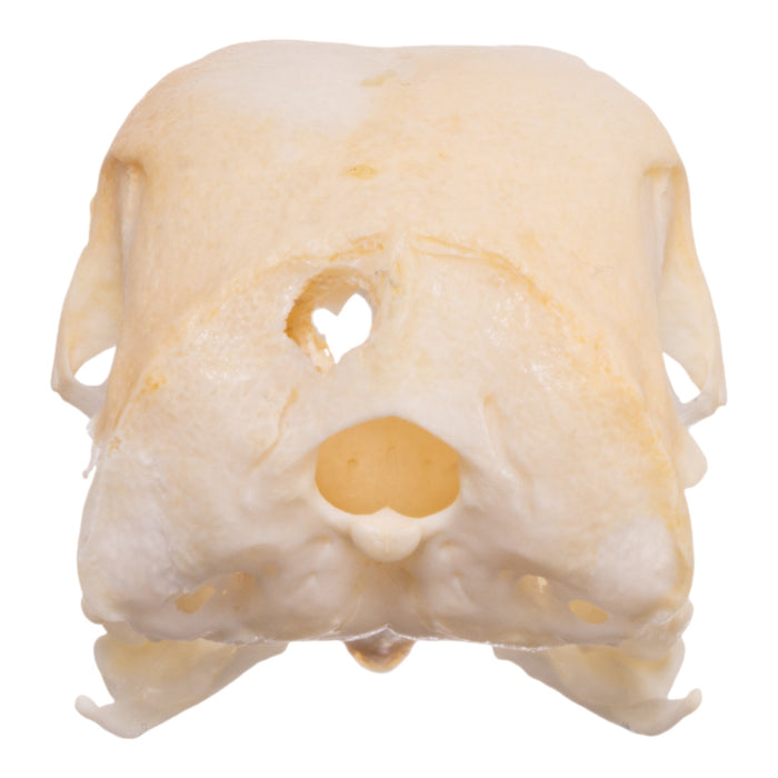 Real Chicken Skull - Pathology