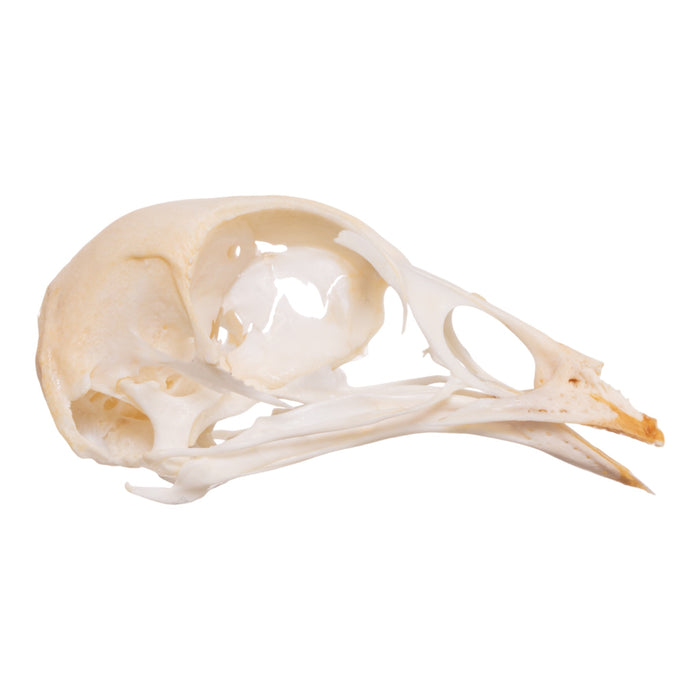 Real Chicken Skull - Pathology