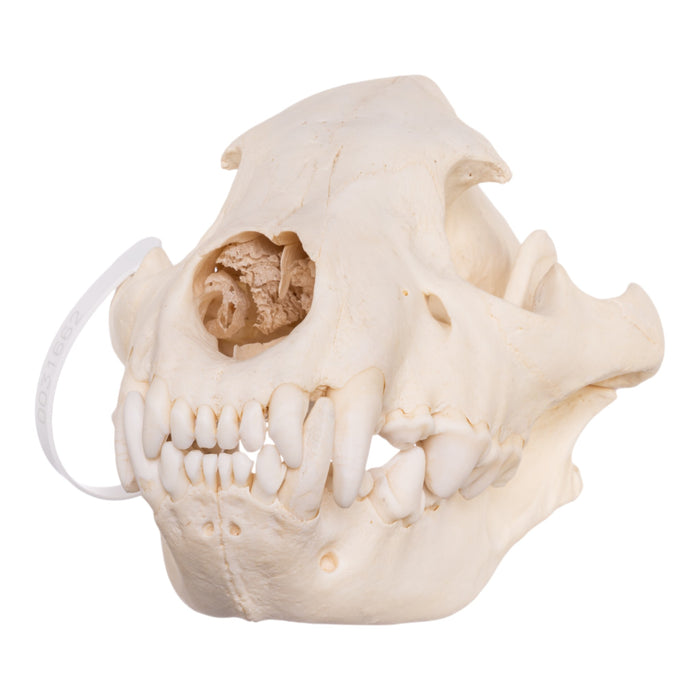 Real Spotted Hyena Skull