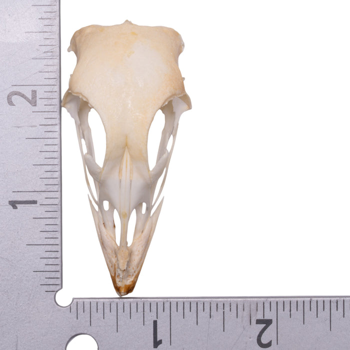 Real Chicken Skull - Pathology