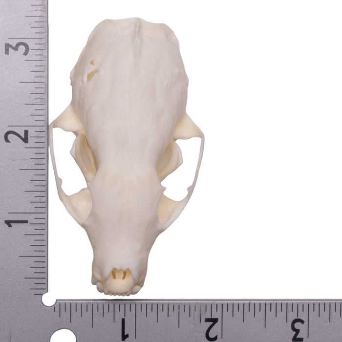 Real American Marten Skull - Pathology