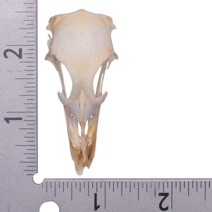 Real Chicken Skull - Pathology