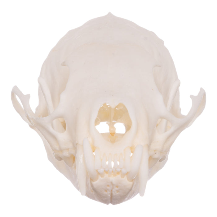 Real American Marten Skull - Pathology