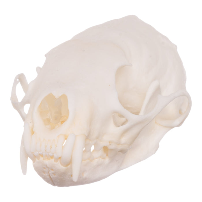 Real American Marten Skull - Pathology