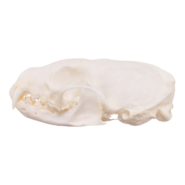 Real American Marten Skull - Pathology