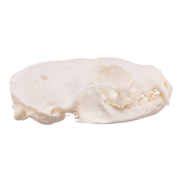 Real American Marten Skull - Pathology