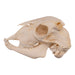 Real Domestic Goat Skull