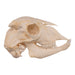 Real Domestic Goat Skull