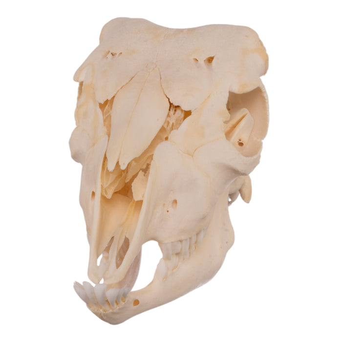 Real Domestic Goat Skull