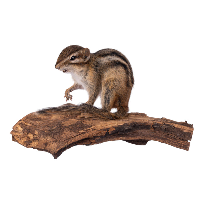 Real Eastern Chipmunk Full Body Mount by Jaron Villemarette