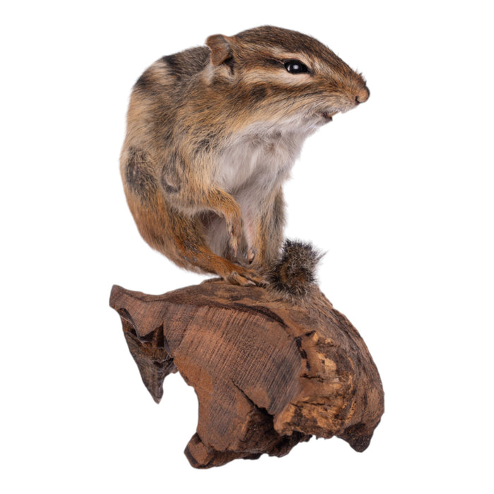 Real Eastern Chipmunk Full Body Mount by Jaron Villemarette