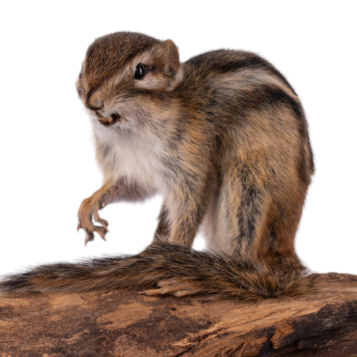 Real Eastern Chipmunk Full Body Mount by Jaron Villemarette