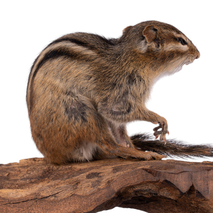 Real Eastern Chipmunk Full Body Mount by Jaron Villemarette