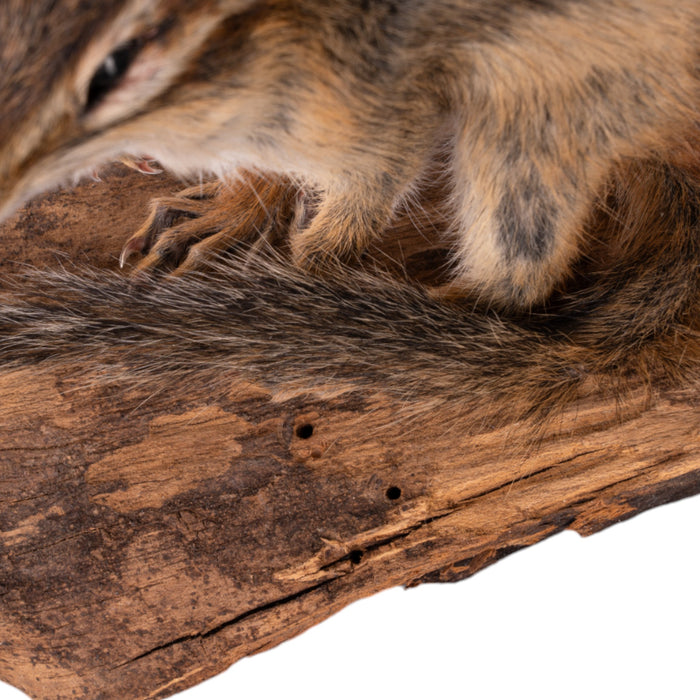 Real Eastern Chipmunk Full Body Mount by Jaron Villemarette