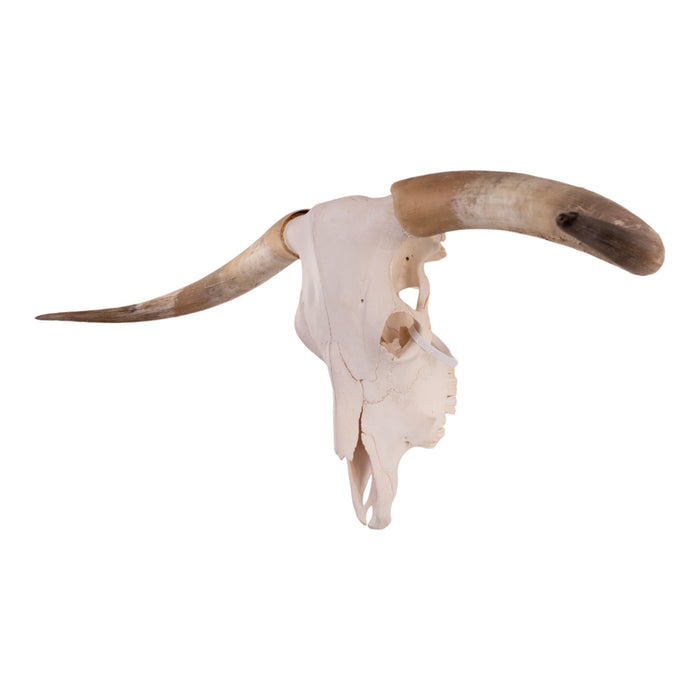 Real Longhorn Skull