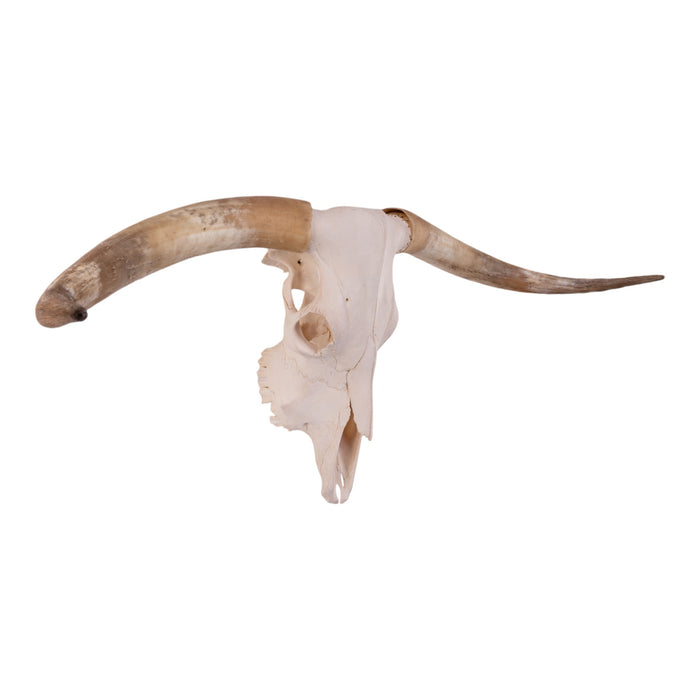 Real Longhorn Skull