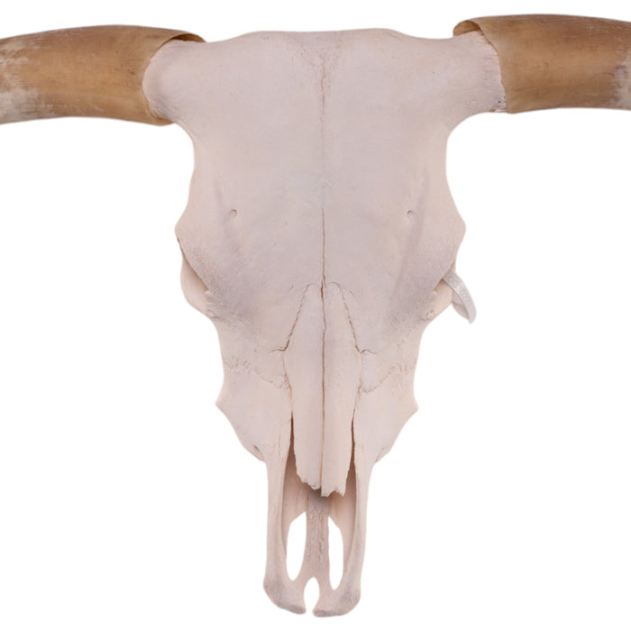 Real Longhorn Skull