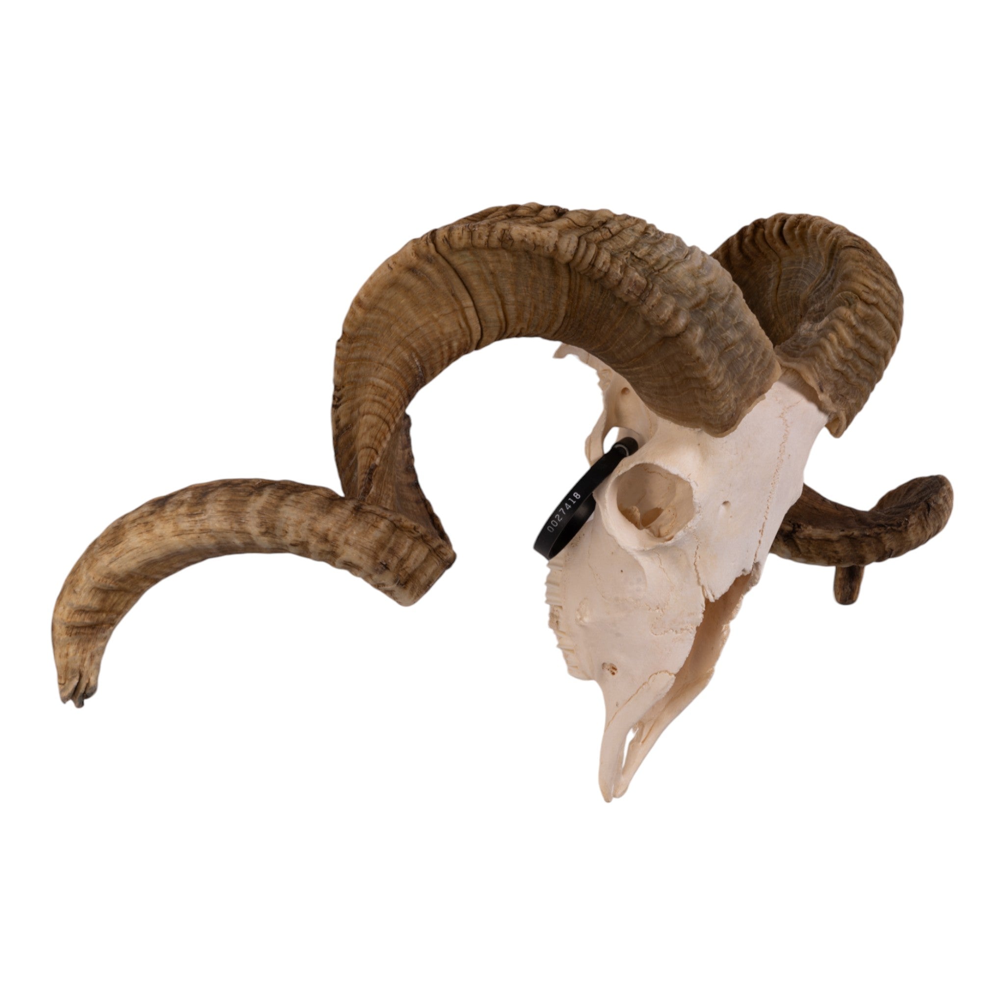 Real Sheep Skull - Adolescent — Skulls Unlimited International, Inc.