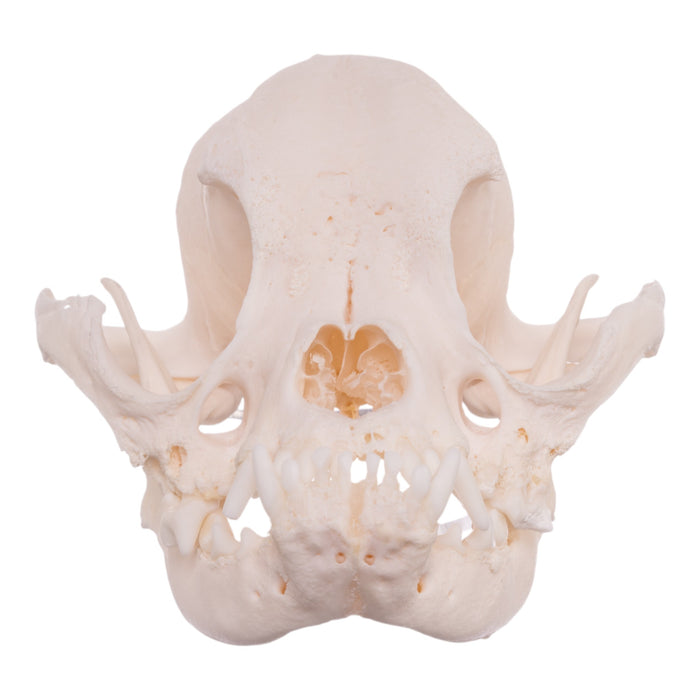 Real Domestic Dog Skull - Brachycephalic