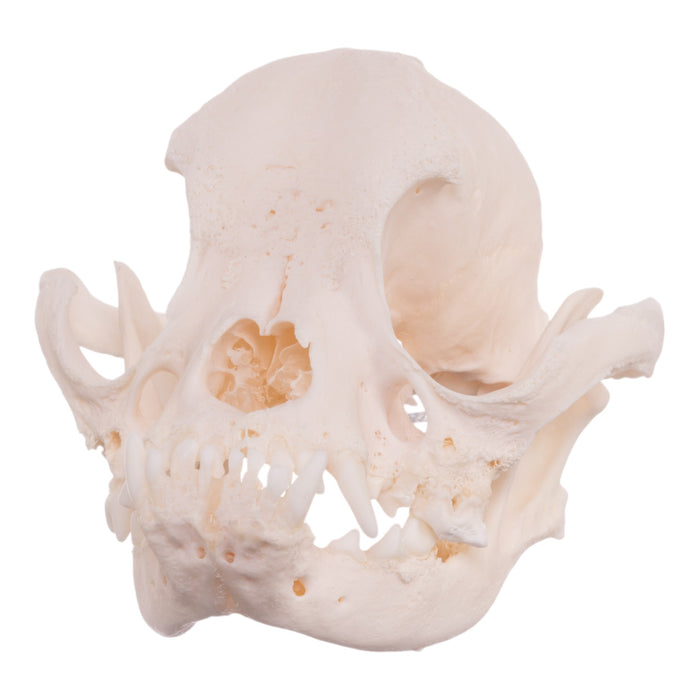 Real Domestic Dog Skull - Brachycephalic