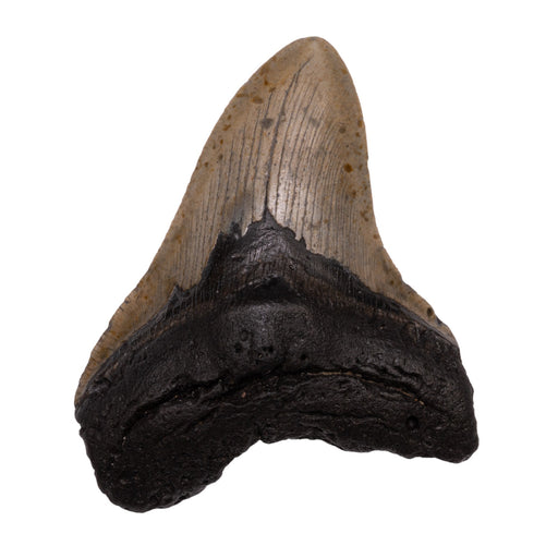 Real Megalodon Tooth