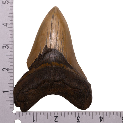 Real Megalodon Tooth