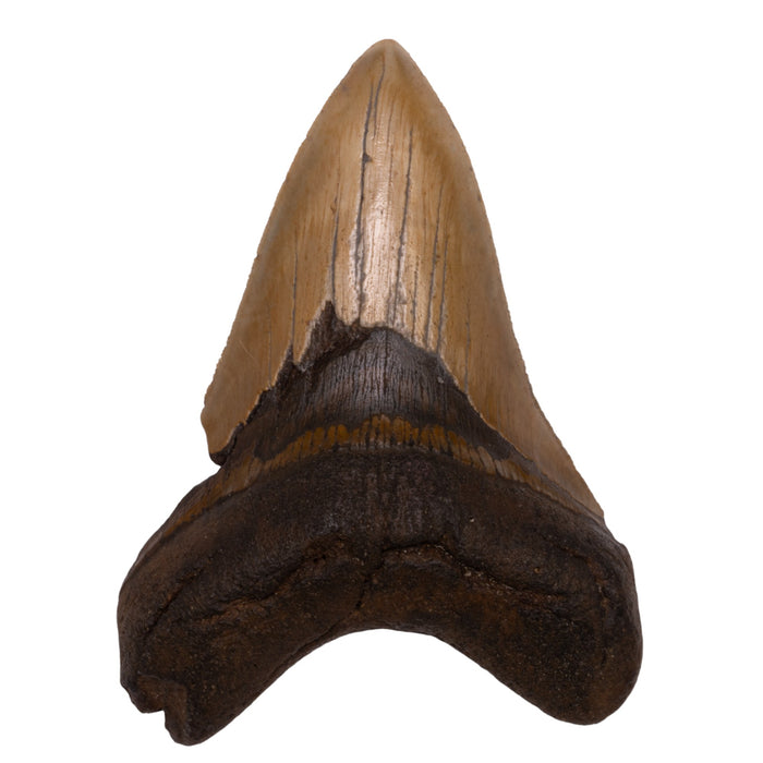 Real Megalodon Tooth