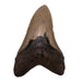 Real Megalodon Tooth