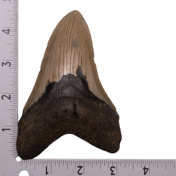 Real Megalodon Tooth