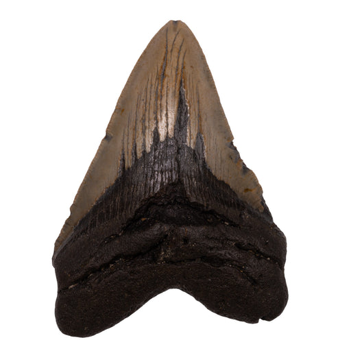 Real Megalodon Tooth